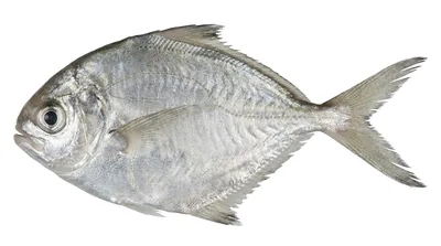 American butterfish
