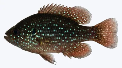 Bluespotted sunfish