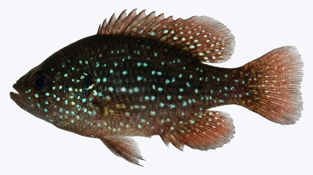 Bluespotted sunfish — Enneacanthus gloriosus