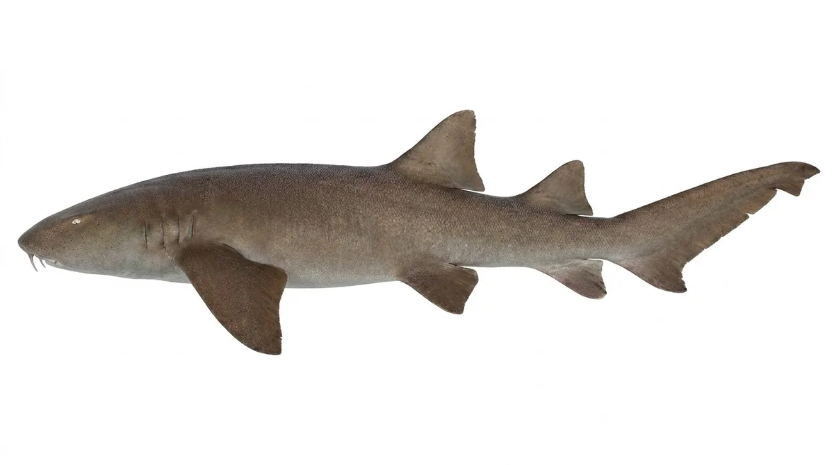 Nurse shark — Ginglymostoma cirratum
