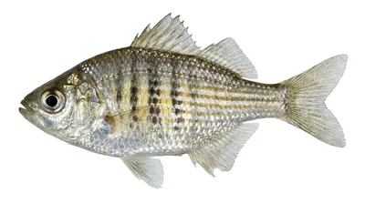 Shiner perch