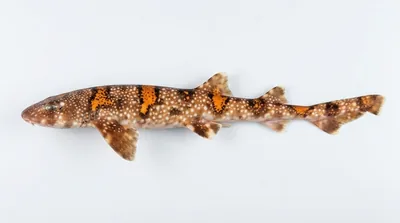 Puffadder shyshark