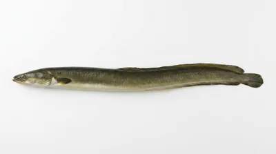 European eel