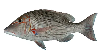 Trumpet emperor — Lethrinus miniatus