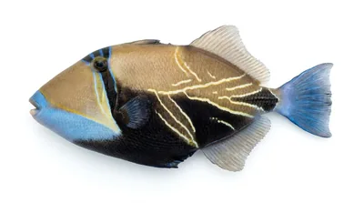 Reef triggerfish