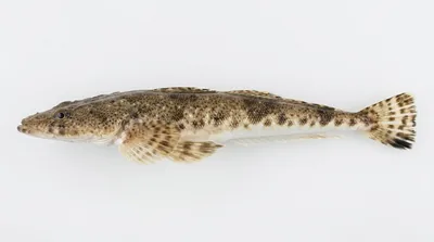 Southern sand flathead — Platycephalus bassensis