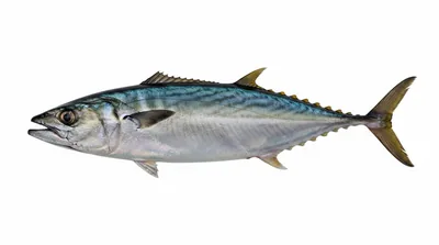 Atlantic bonito