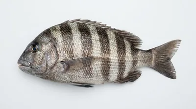 Sheepshead