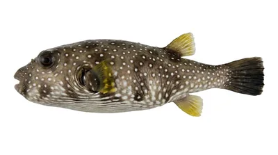 White-spotted puffer — Arothron hispidus