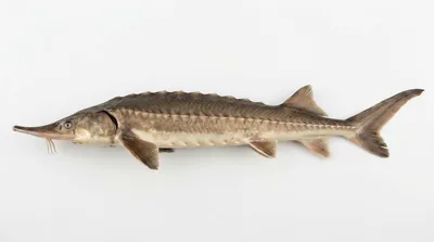 Shovelnose sturgeon