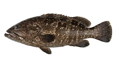 Malabar grouper