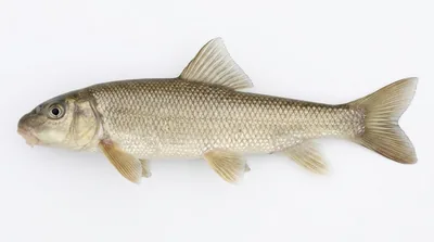 White sucker