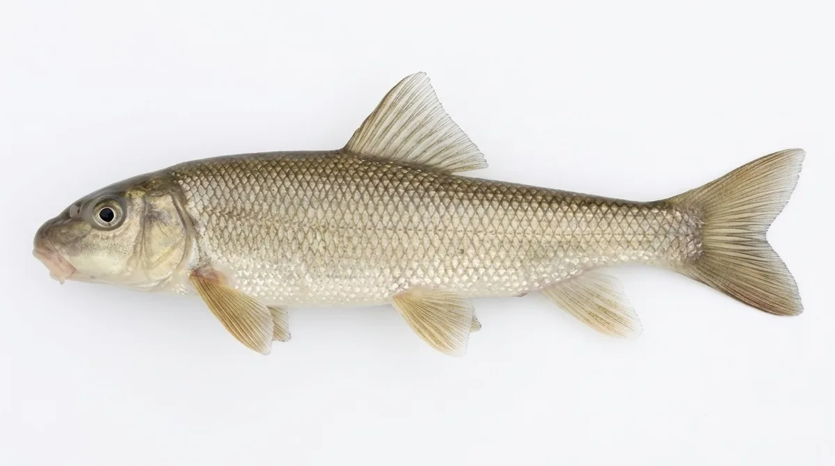 White sucker — Catostomus commersonii