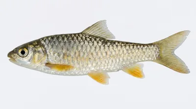 Largescale yellowfish