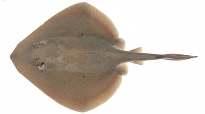 Common stingaree — Trygonoptera testacea