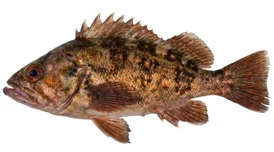 Brown rockfish