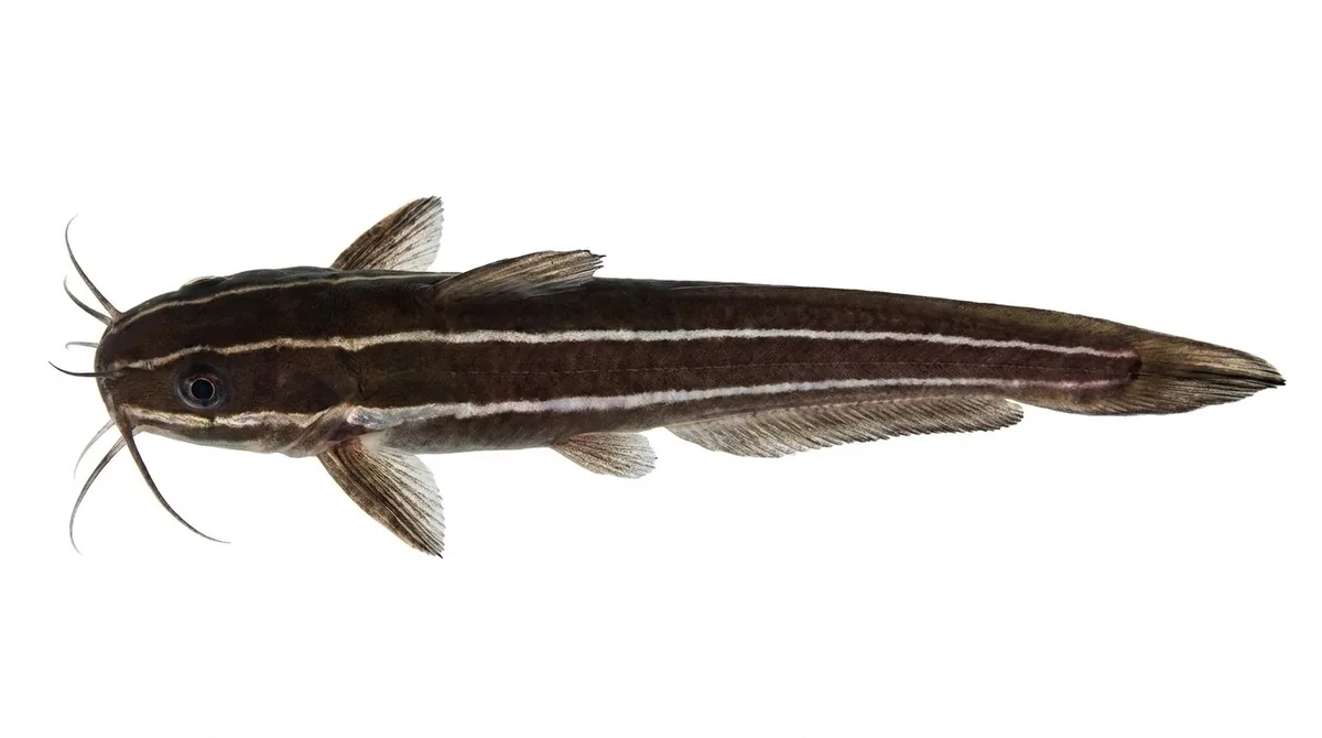 Striped eel catfish — Plotosus lineatus