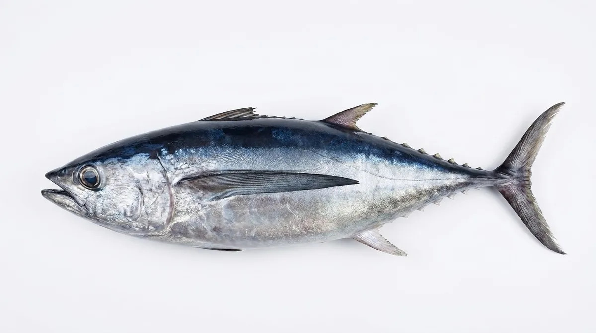 Albacore — Thunnus alalunga