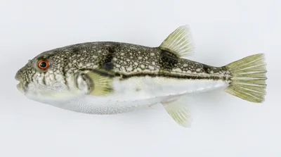 Banded toadfish