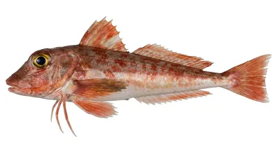Red gurnard — Chelidonichthys cuculus