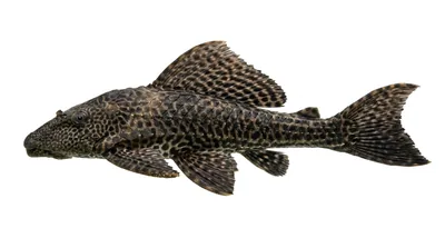 Amazon sailfin catfish