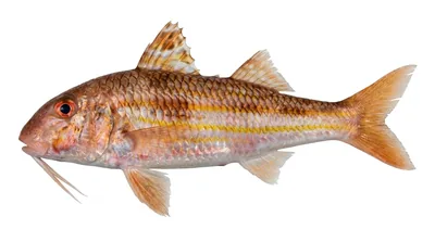 Striped red mullet