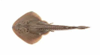 Thornback guitarfish — Platyrhinoidis triseriata