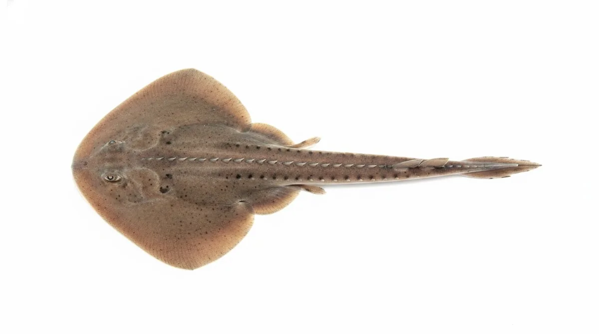 Thornback guitarfish — Platyrhinoidis triseriata