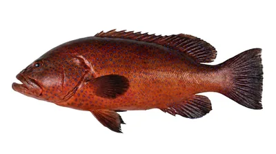 Cephalopholis taeniops