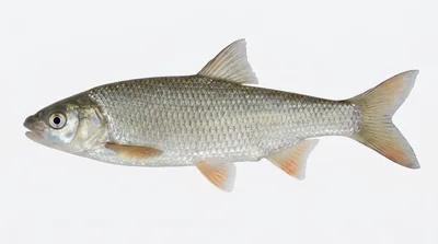Common nase
