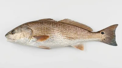 Red drum