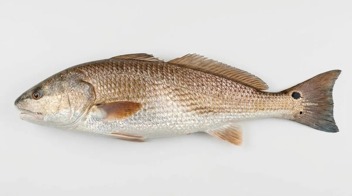 Red drum — Sciaenops ocellatus