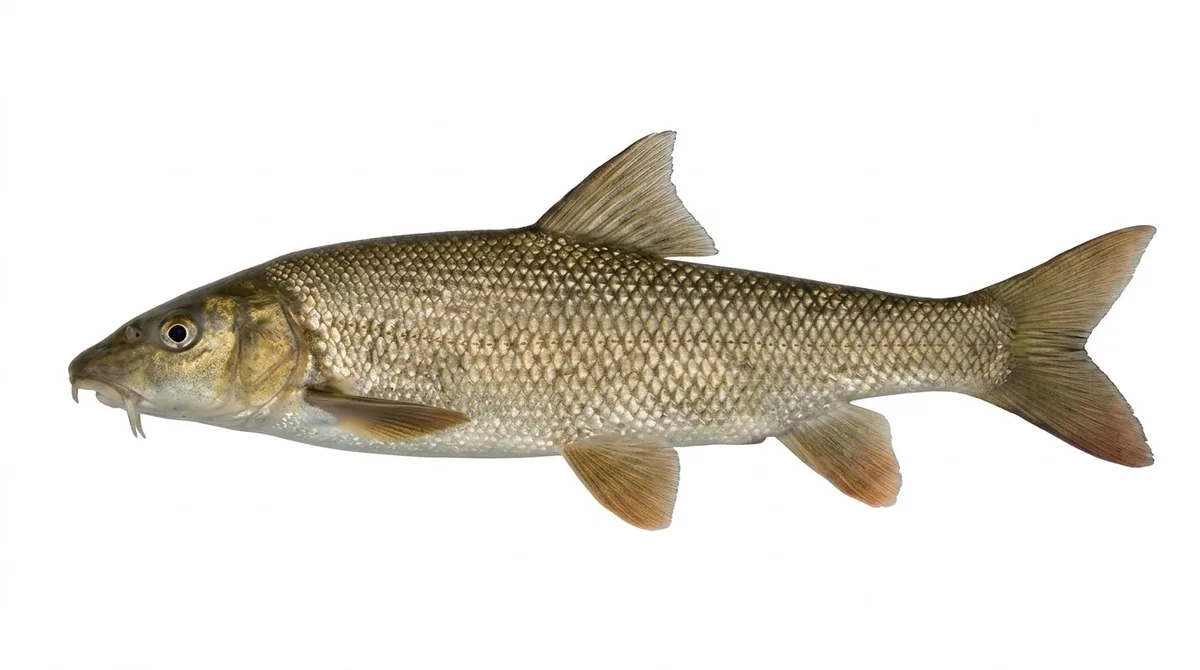 Common barbel — Barbus barbus