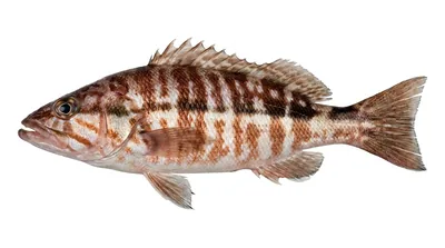 Comber