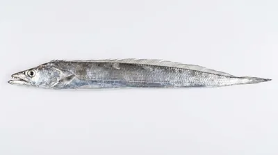 Largehead hairtail