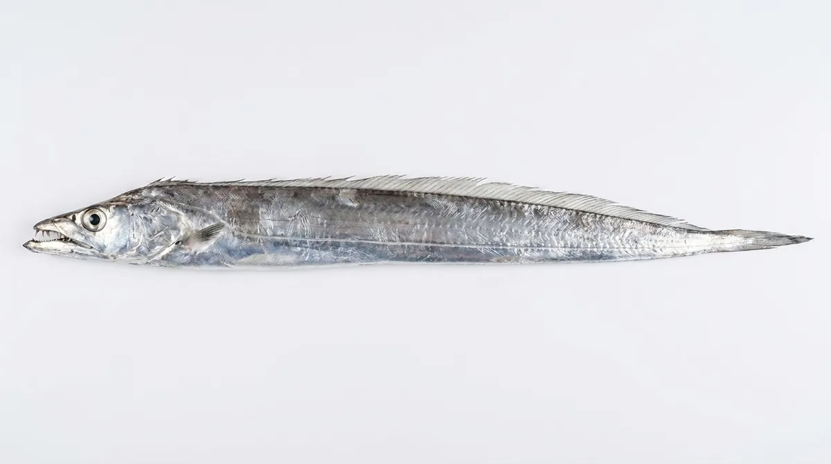 Largehead hairtail — Trichiurus lepturus