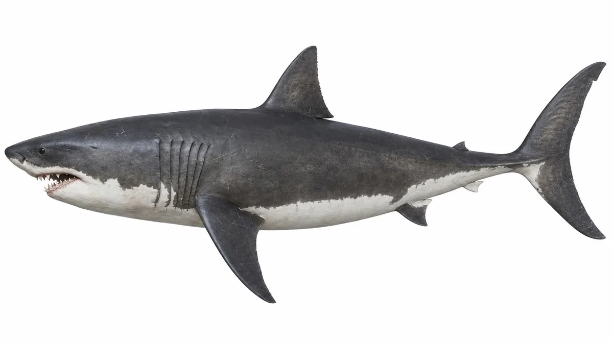 Megalodon — Otodus megalodon