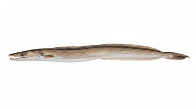 Common pike conger