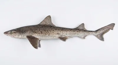 Sharptooth houndshark