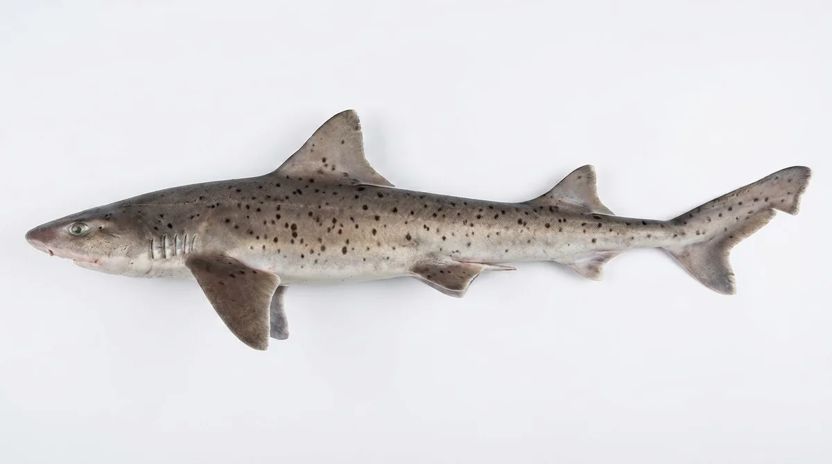 Sharptooth houndshark — Triakis megalopterus