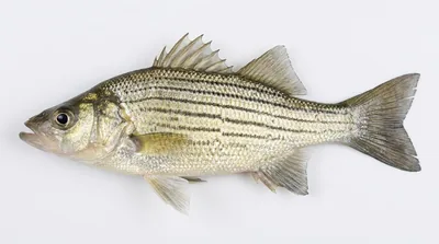 Yellow bass