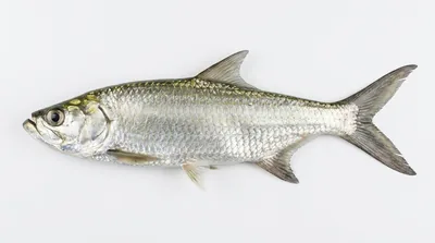 Indo-Pacific tarpon