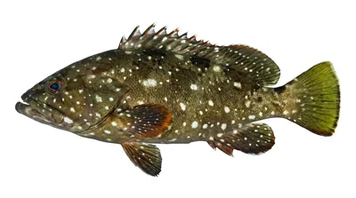 Flag cabrilla — Epinephelus labriformis