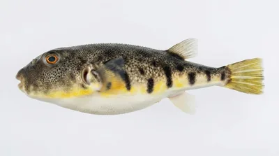 Northern puffer