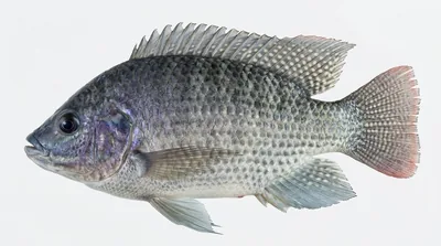 Blue tilapia