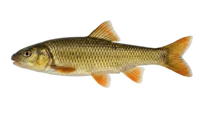 Hornyhead chub