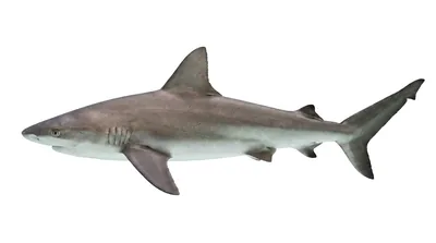 Sandbar shark