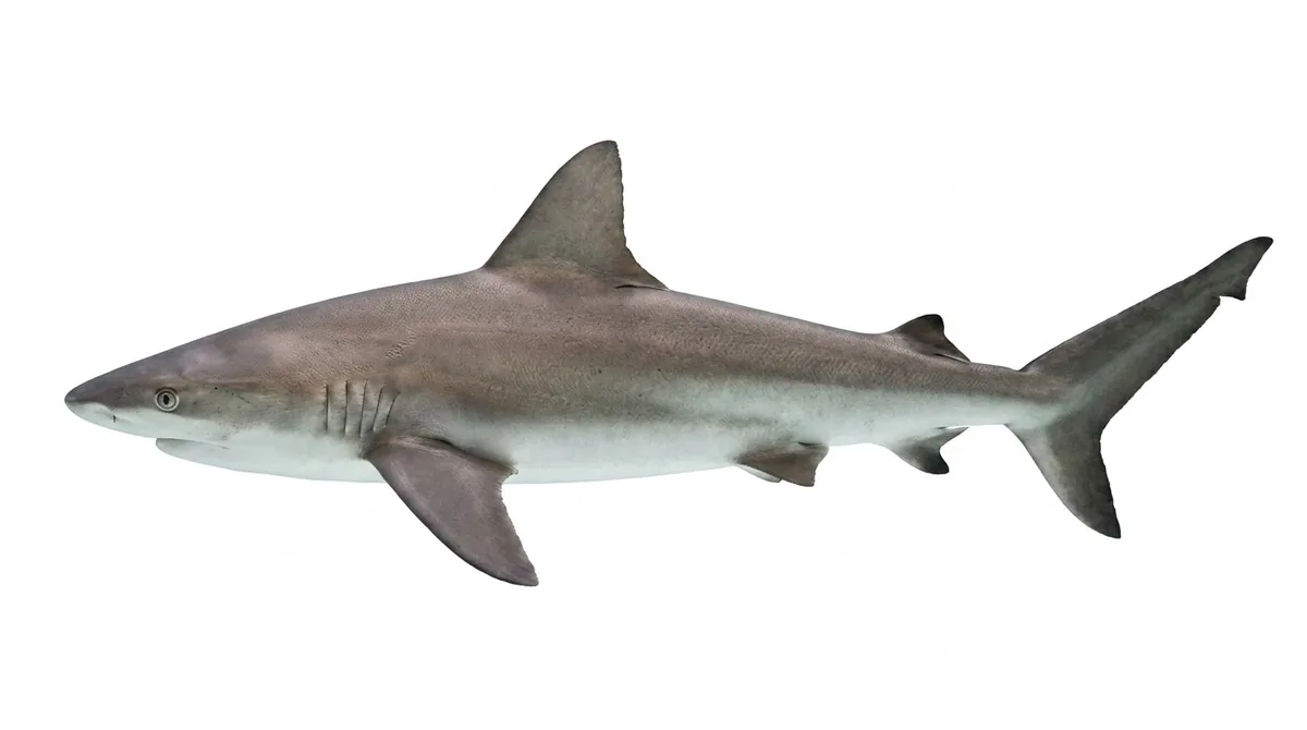 Sandbar shark — Carcharhinus plumbeus