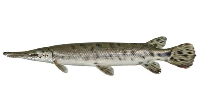 Spotted gar