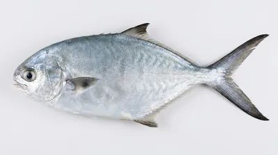 Derbio — Trachinotus ovatus